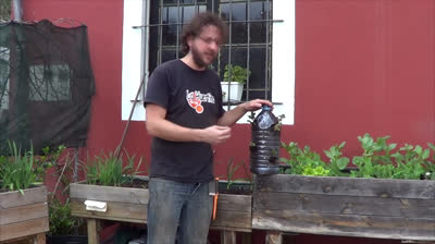 Strawberry cultivation bottles