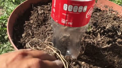 Crea un sistema de riego por goteo con botellas recicladas