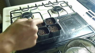 With this trick your seeds will sprout quickly