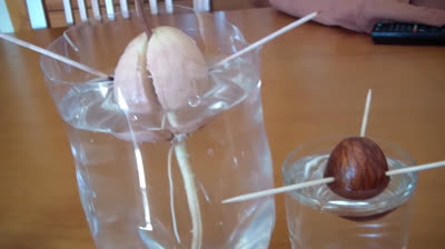 Grow an Avocado tree from seed