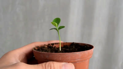 The most effective technique to make a lemon sprout
