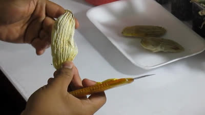 Consigue tu planta de mango