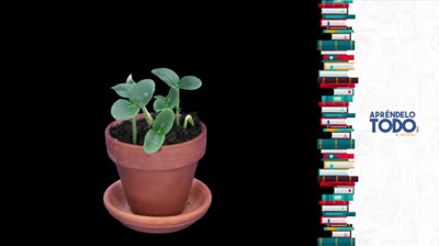 Maceta en una taza con plantas de limón que perfumarán tu casa