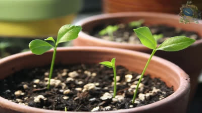 Haz crecer un limonero en casa desde su propia semilla