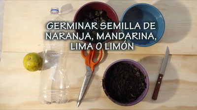 Germina las semillas de cualquier cítrico con gran efectividad