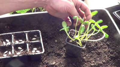 Beginner mistakes in seedbed preparation