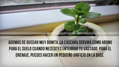 Los grandes secretos y trucos de jardinería