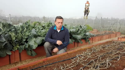 Find out the importance of crops rotation in your garden