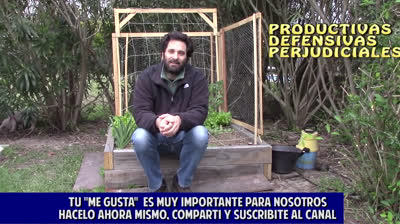 Companion planting: tips and advices