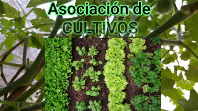 Qué es lo que puedes y lo que no puedes plantar junto?