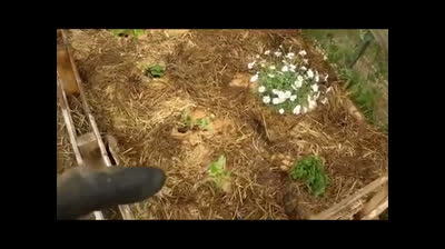 Distribución de las plantas en el huerto