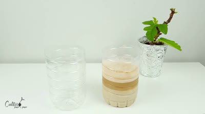 Enraizante natural a partir de lentejas