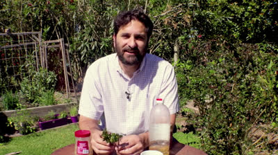 The best six natural rootings