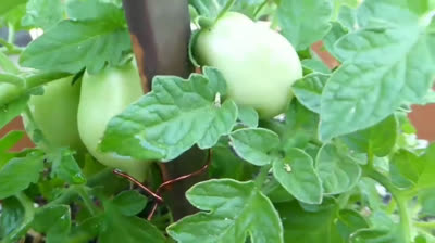 The secret to get many fruits in our vegetable urban garden