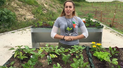 When do I have to water my urban garden?