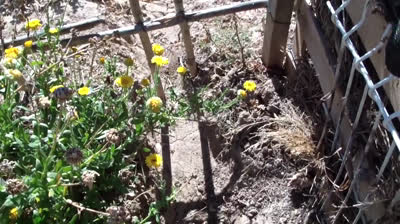 Ideas to water your garden