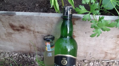 How to water on vacation