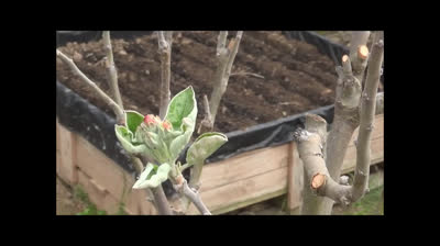 Homemade insecticide to combat most plants