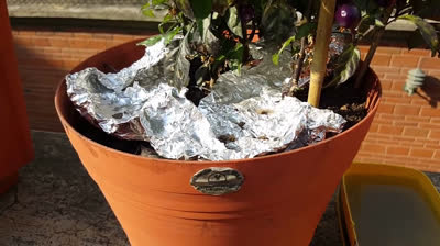 Control de plagas sin insecticidas ni químicos