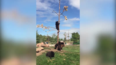¿Un oso en casa? ¡UN OSO EN CASA! - Videos graciosos de Osos