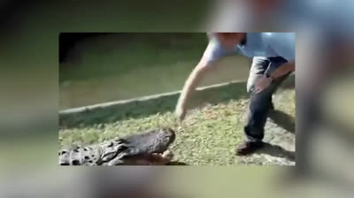 Attaques de crocodile