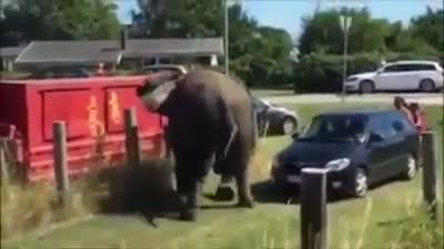 Animali da circo attaccano le persone