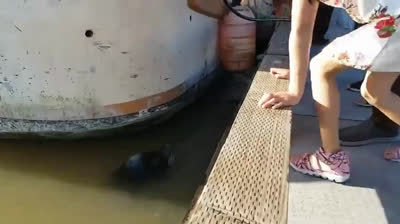 Animali attaccano negli zoo