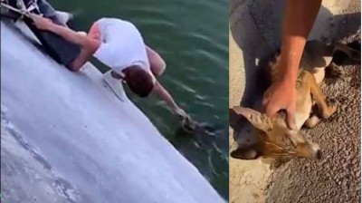 Joven rescata a un zorro en una balsa de agua