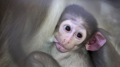 Nace una cría del mangabey de coronilla blanca en el Bioparc de Valencia