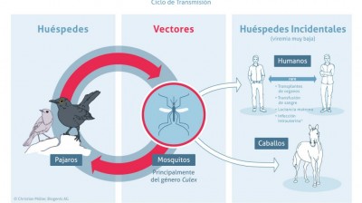 ¿Qué es el Virus del Nilo?