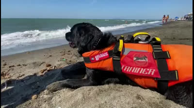 Perros socorristas en tiempos de coronavirus
