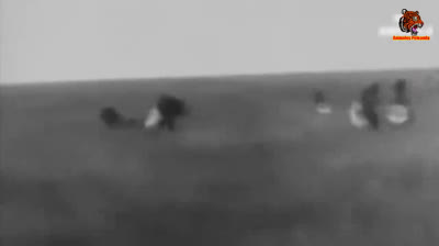 Peleas de animales SALVAJES