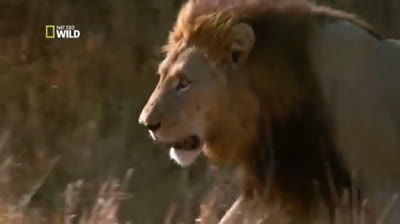 How to escape animal attacks