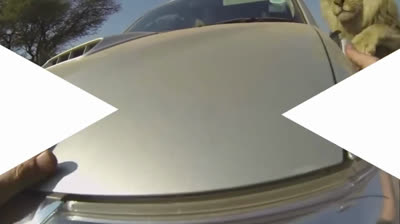 Animales atacando a personas