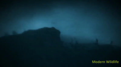 Recopilación de ataques de animales