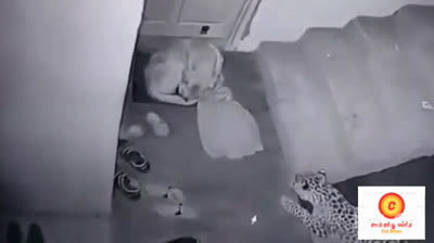 Animales salvajes se cuelan en casas de humanos