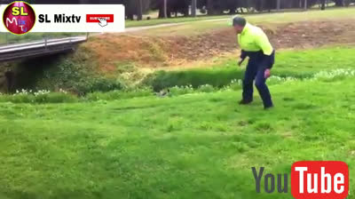 Ataques de animales salvajes graciosos