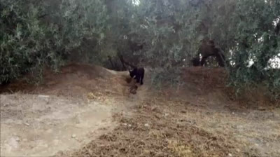 Un fotógrafo afirma que la pantera de Granada en realidad es un gato