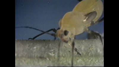 Origen de la vida, evolución, célula, genética, ADN, virus,...