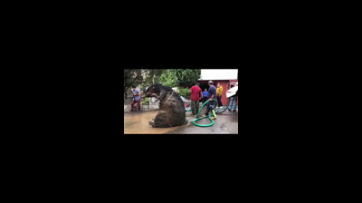 MEGA RATA ES ENCONTRADA EN MEXICO ??????