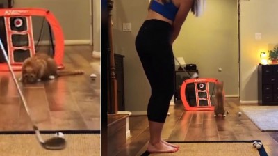 The golf goalkeeper cat