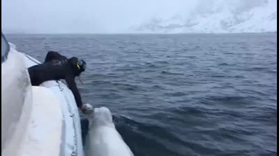 Ballena beluga juega al rugby con un marinero