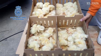 Fallecen 23.000 pollitos en el aeropuerto de Barajas