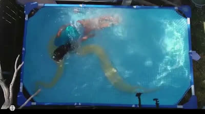 A girl has an 8-meter python as a pet