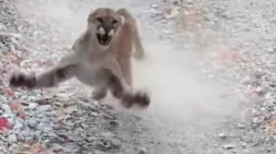 Cougar stalking a man 6 minutes | Full Video