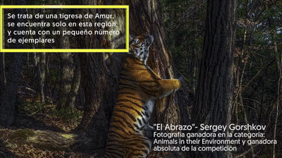 Fotografías ganadoras del Wildlife Photographer of the Year 2020