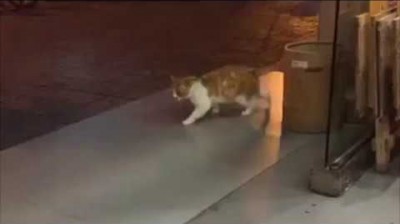 Cat doing the Moonwalker to the rhythm of Billie Jean