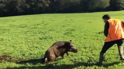 Un jabalí se hace el muerto y ataca a los cazadores cuando se disponían a cobrar su pieza
