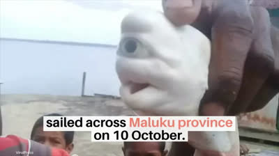 Capturan un tiburón bebé con un solo ojo