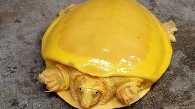 A golden turtle is found in India